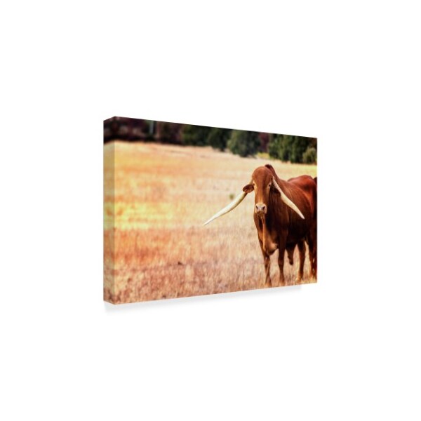 Pixie Pics 'African Longhorn Cattle' Canvas Art,22x32